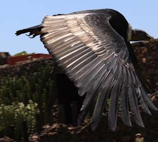 Kondor im Texas Rancho Park Lanzarote 2012