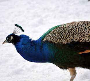 Mieszkańcy Łazienek Królewskich