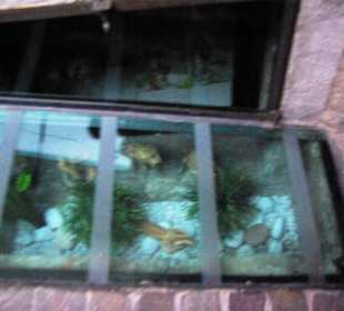 Kellerblick schön gestaltet