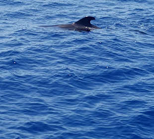 Katamaran Tour Royal Delfín