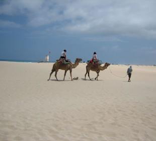 Kamelereiten in den Dünen