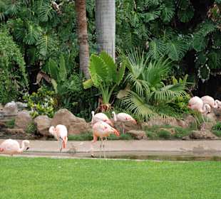 ..Flamingos