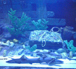 Aquarium-Tunnelgang 131m lang