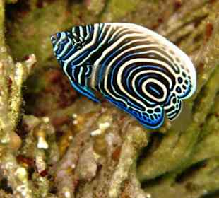 Imperator am Hausriff Hotel Carnelia Beach Resort