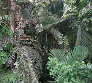Tropische Pflanzenwelt