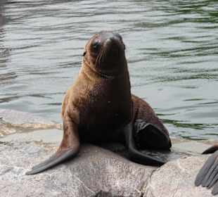 Seelöwen