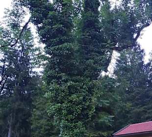 Toller Baumbestand im Kurpark