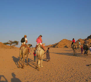 Kamele waren sehr lieb