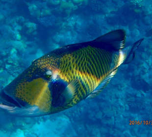 Unterwasserwelt Sharm