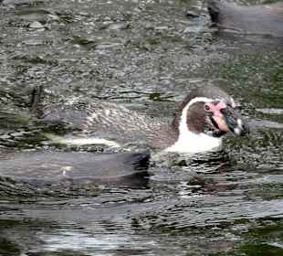 Pinguine im Streichelzoo