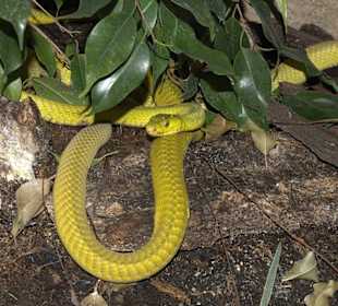 Grüne Mamba.