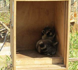Mein kleiner Waschbär