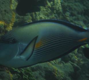 Unterwasseraufnahme am Hausriff