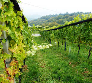 Südsteirische Weinstrasse