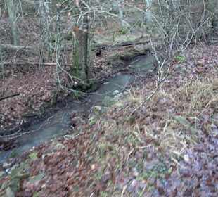 Wanderung rund um den Ochsenweiher
