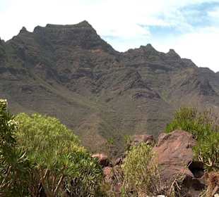 Roślinność Gór Gran Canaria