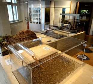 Ameisennest im Naturmuseum