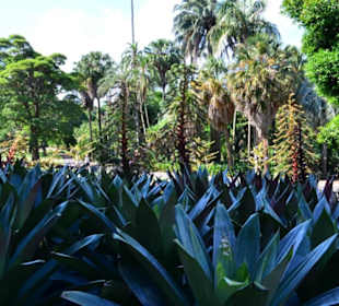 Botanischer Garten 