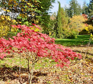Japanischer Zierahorn