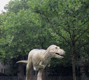 Senckenberg