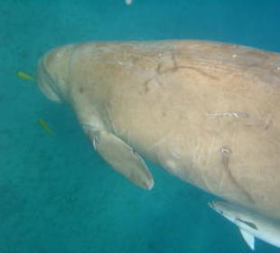 DUGONG