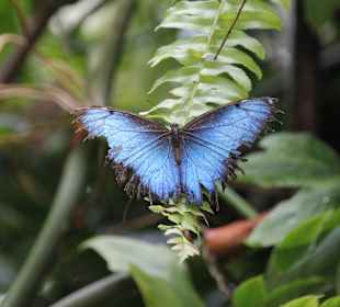 Schmetterling