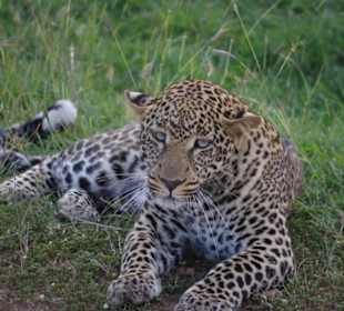 Safari Fig Tree Camp