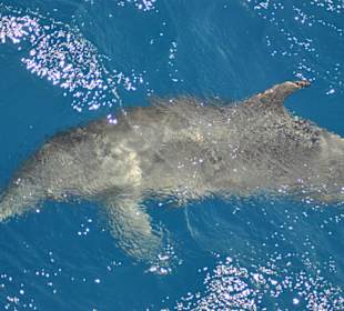 Schnorchelausflug - traumhaft