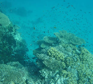 Schnorcheln im Roten Meer