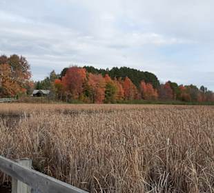 Mer Bleue Bog