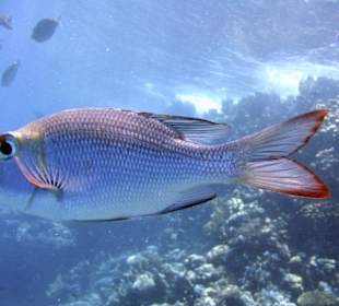 Nurkowanie w Sharm el Sheikh - podwodne życie