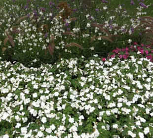 Blühendes Neresheim