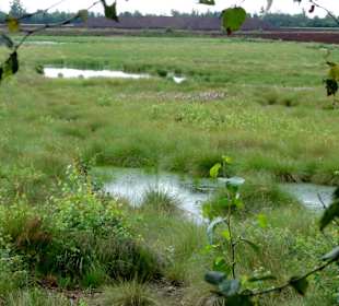 Hochmoor-Impressionen aus dem Campemoor