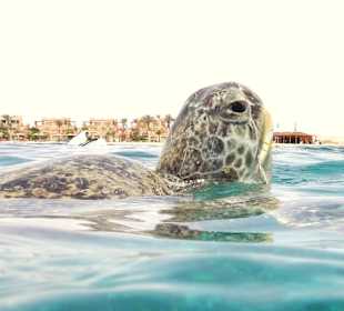 Schnorcheln Abu Soma