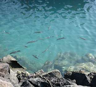 Fische im Hafen Corralejo