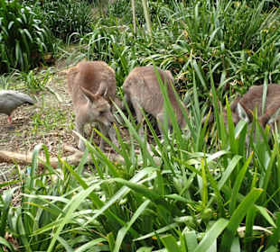 Zoo Wellington