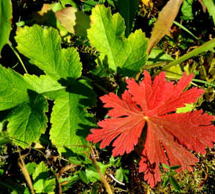 Farbige Pflanzen im Herbst