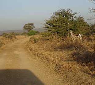 Löwenfutter im Nairobi Nationalpark