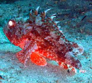 Scorpion Fish