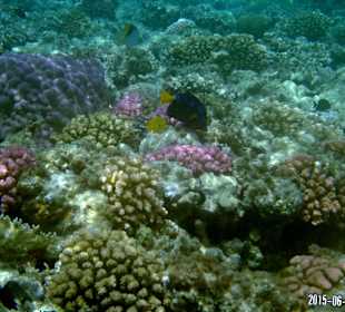 Auch die Fische wissen wo es schön ist.