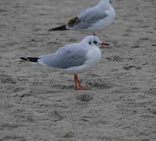 Strand Kolberg/Kolobrzeg