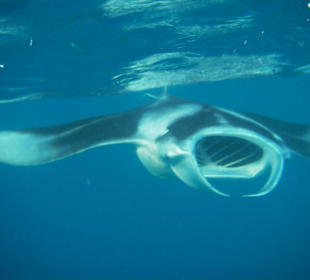 Schnorcheln mit Manta