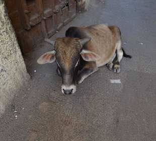 Man muß aufpassen nicht drüber zu stolpern