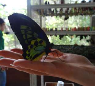 Ausflug mit Guide Otto Nusa Dua 2016: Schmetterlingsfarm