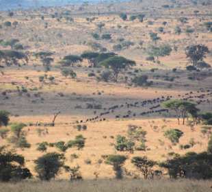 Tsavo West im Juni 2016, Büffetwanderung