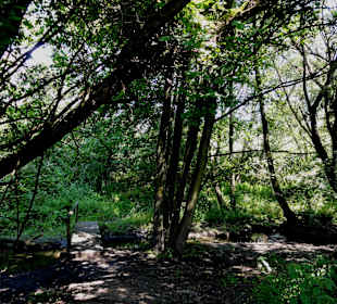 Erlenbruchwald in der Dönche