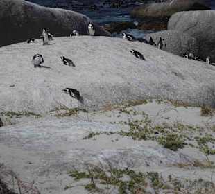 Boulders Beach