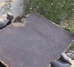 Streifenhörnchen am Strand von Costa Calma