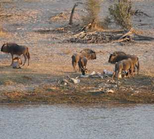 Tierbeobachtung am Boteti