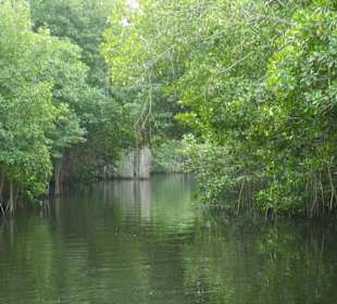 Black River 